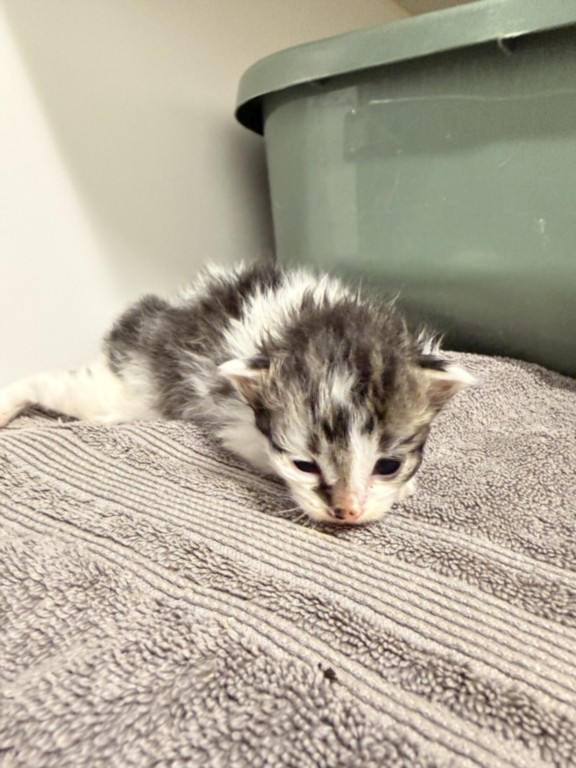 Shelter Stray Unknown Cat last seen EASTMAN CT/HARDER, 16 Barnes Ct, Hayward, CA 94544, USA