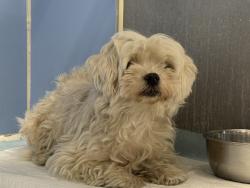 Shelter Stray Female Dog last seen Near BLOCK HALLMARK PKWY, SAN BERNARDINO, CA, 92407, 333 Chandler Pl, San Bernardino, CA 92408, USA