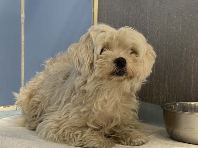 Shelter Stray Female Dog last seen Near BLOCK HALLMARK PKWY, SAN BERNARDINO, CA, 92407, 333 Chandler Pl, San Bernardino, CA 92408, USA