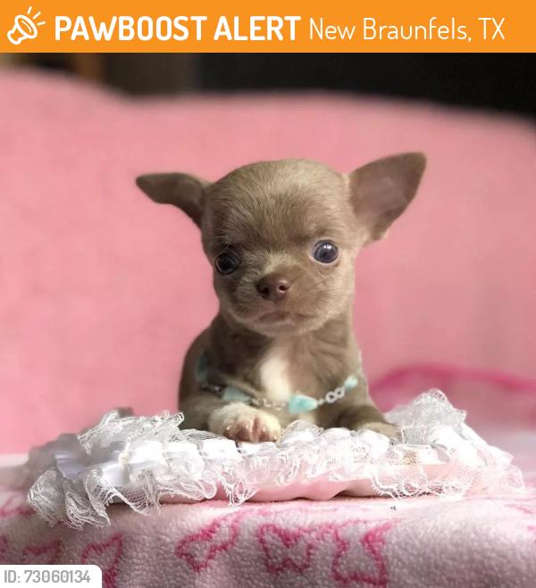 Found/Stray Female Dog last seen Near Jonathan Ave, Cherry Valley, California 92223, USA, New Braunfels, TX 78130