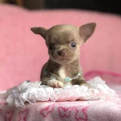 Found/Stray Female Dog last seen Near Jonathan Ave, Cherry Valley, California 92223, USA, New Braunfels, TX 78130