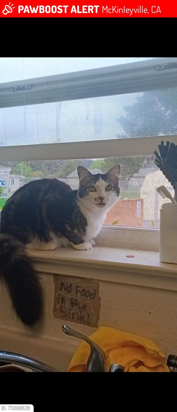 Lost Female Cat last seen End of reasor road down from poppa wheelies in mckinleyville, McKinleyville, CA 95519