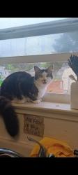 Lost Female Cat last seen End of reasor road down from poppa wheelies in mckinleyville, McKinleyville, CA 95519