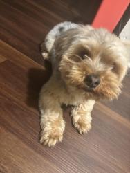 Reunited Male Dog last seen Lamberton, centre , second streer, Trenton, NJ 08611