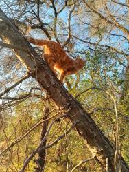 Lost Male Cat last seen Lincoln, Oroville, CA 95966