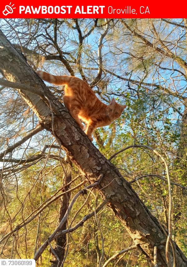 Lost Male Cat last seen Lincoln, Oroville, CA 95966
