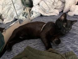 Lost Female Cat last seen Leon St., Durham, NC 27704