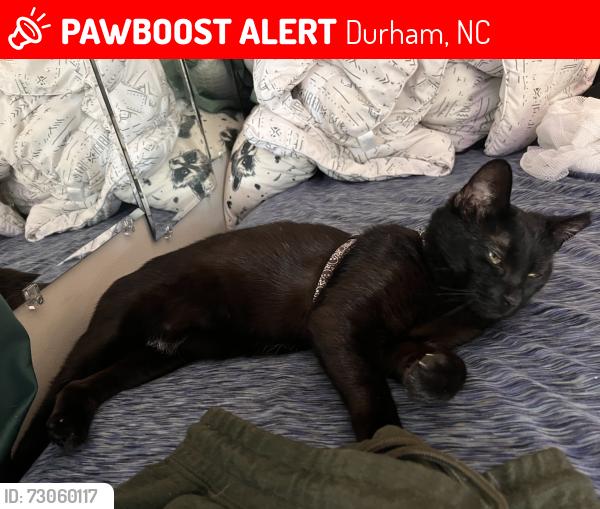 Lost Female Cat last seen Leon St., Durham, NC 27704