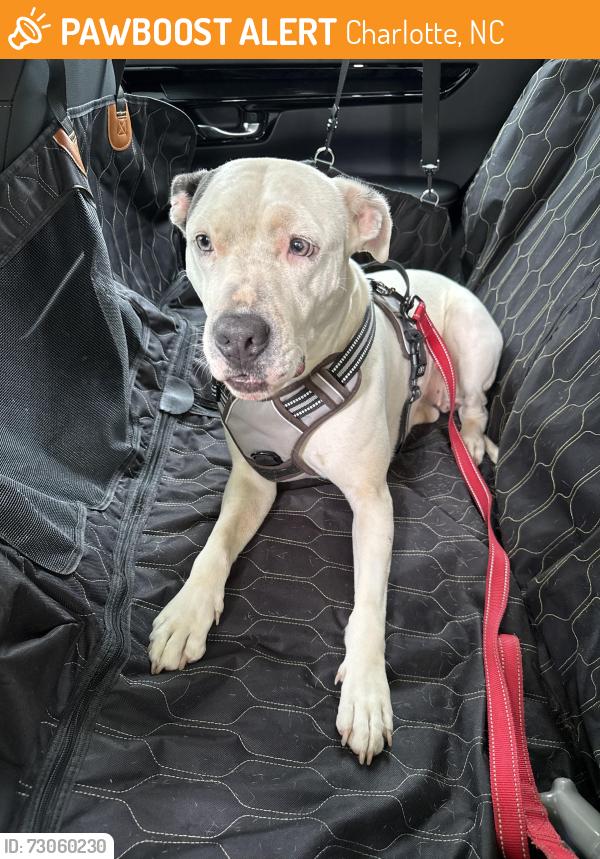 Found/Stray Female Dog last seen Erskine/Herrin, Charlotte, NC 28205