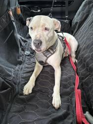 Found/Stray Female Dog last seen Erskine/Herrin, Charlotte, NC 28205