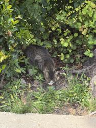 Found/Stray Unknown Cat last seen Near 11, Dallas, TX 75287