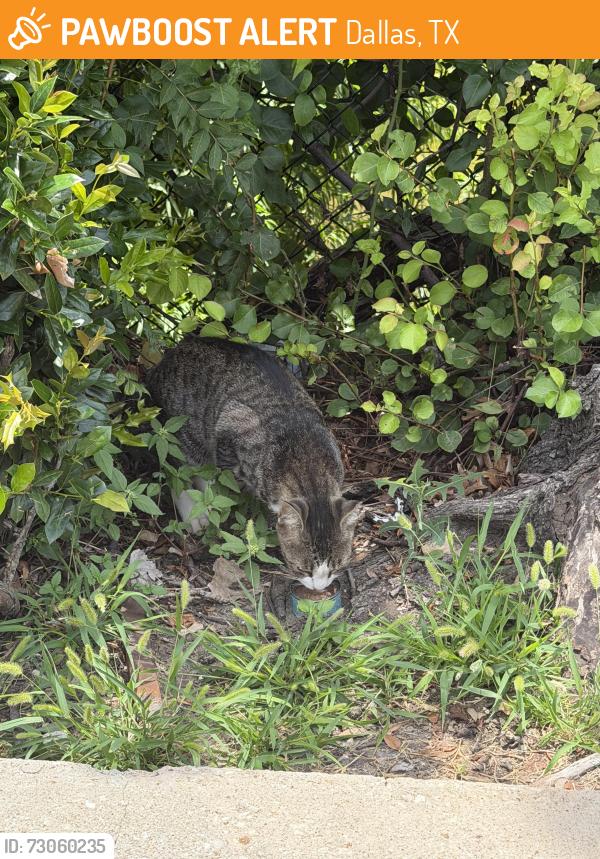 Found/Stray Unknown Cat last seen Near 11, Dallas, TX 75287
