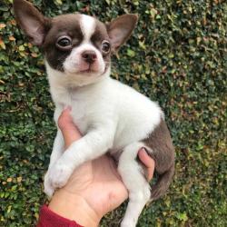 Found/Stray Male Dog last seen Near Jonathan Ave, Cherry Valley, California 92223, USA, Dallas, TX 75254