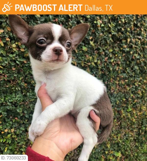 Found/Stray Male Dog last seen Near Jonathan Ave, Cherry Valley, California 92223, USA, Dallas, TX 75254