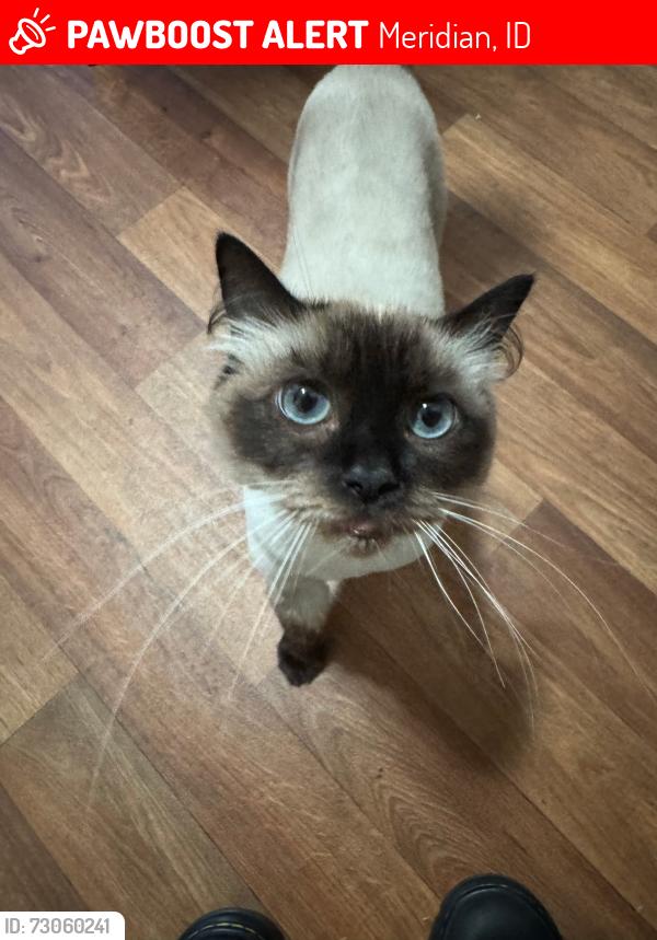 Lost Female Cat last seen Ten mile and Lake Hazel, Meridian, ID 83642