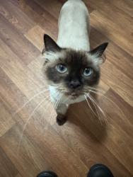 Lost Female Cat last seen Ten mile and Lake Hazel, Meridian, ID 83642