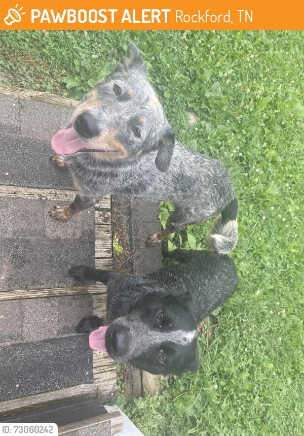 Found/Stray Male Dog last seen Rockford Cedar Street. located by the Four Corners Market, Rockford, TN 37853