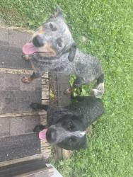 Found/Stray Male Dog last seen Rockford Cedar Street. located by the Four Corners Market, Rockford, TN 37853