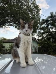 Reunited Unknown Cat last seen Near south garret ave Dallas tx, Dallas, TX 75223