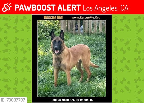 Lost Female Dog last seen Washington and compton ave, Los Angeles, CA 90011