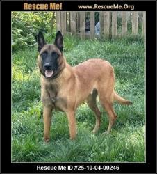 Lost Female Dog last seen Washington and compton ave, Los Angeles, CA 90011