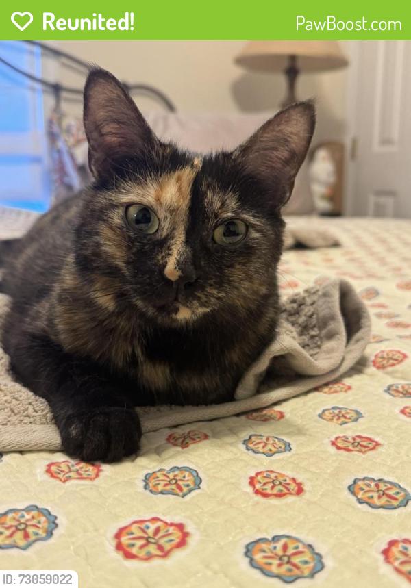 Reunited Female Cat last seen No landmark, Mount Vernon, NY 10553
