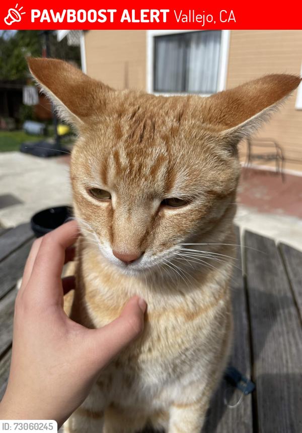 Lost Male Cat last seen Near 103 Chatham Pl, Vallejo, Vallejo, CA 94591