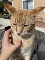 Lost Male Cat last seen Near 103 Chatham Pl, Vallejo, Vallejo, CA 94591