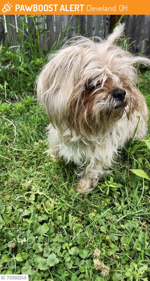 Found/Stray Female Dog last seen Near wichita cleveland ohio 44109, Cleveland, OH 44109
