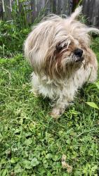 Found/Stray Female Dog last seen Near wichita cleveland ohio 44109, Cleveland, OH 44109