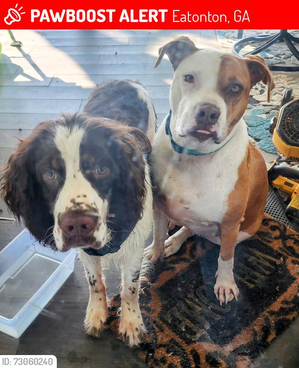 Lost Male Dog last seen 2 miles from Terry's (on Scuffleboro Rd.) Cross streets Sinclair Rd & Cold Branch, Eatonton, GA 31024