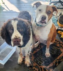Lost Male Dog last seen 2 miles from Terry's (on Scuffleboro Rd.) Cross streets Sinclair Rd & Cold Branch, Eatonton, GA 31024