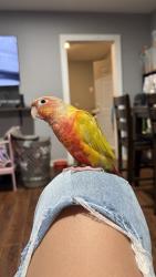 Lost Unknown Bird last seen Sherman way & Woodman, Los Angeles, CA 91405