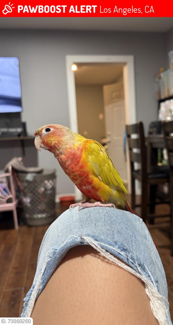 Lost Unknown Bird last seen Sherman way & Woodman, Los Angeles, CA 91405