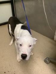 Shelter Stray Male Dog last seen , , TX, 355 Hillshire Dr, Haslet, TX 76052, USA