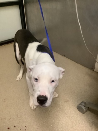 Shelter Stray Male Dog last seen , , TX, 355 Hillshire Dr, Haslet, TX 76052, USA