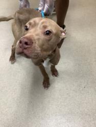 Shelter Stray Male Dog last seen Near Post Oak Blvd, East District, TX, 355 Hillshire Dr, Haslet, TX 76052, USA