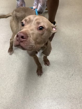 Shelter Stray Male Dog last seen Near Post Oak Blvd, East District, TX, 355 Hillshire Dr, Haslet, TX 76052, USA