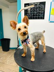 Reunited Female Dog last seen 166th St., cor Crocheron Ave, Flushing, NY, Queens, NY 11358