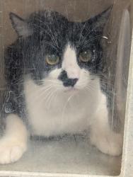Shelter Stray Unknown Cat last seen Near Bonnie St SE, Valencia, , 1209 NM-314, Los Lunas, NM 87031, USA
