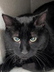 Shelter Stray Male Cat last seen , , NM, 1209 NM-314, Los Lunas, NM 87031, USA