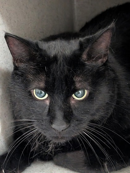 Shelter Stray Male Cat last seen , , NM, 1209 NM-314, Los Lunas, NM 87031, USA