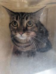 Shelter Stray Female Cat last seen , , NM, 1209 NM-314, Los Lunas, NM 87031, USA