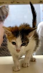 Shelter Stray Female Cat last seen Near Trailside Way, Stone Mountain, GA, 30087, 30087, GA, 3280 Chamblee Dunwoody Rd, Chamblee, GA 30341, USA