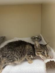 Shelter Stray Unknown Cat last seen Near Derbyshire Dr Stone Mountain, GA 30088, 30088, GA, 3280 Chamblee Dunwoody Rd, Chamblee, GA 30341, USA