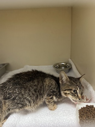 Shelter Stray Unknown Cat last seen Near Derbyshire Dr Stone Mountain, GA 30088, 30088, GA, 3280 Chamblee Dunwoody Rd, Chamblee, GA 30341, USA