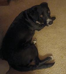 Lost Female Dog last seen Seneca & 45th Street, Wichita, KS 67217