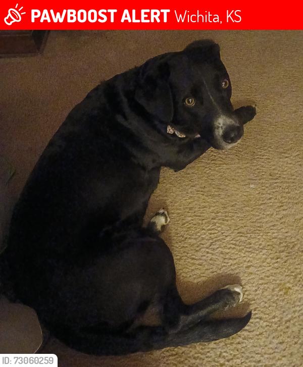 Lost Female Dog last seen Seneca & 45th Street, Wichita, KS 67217