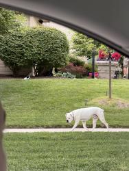 Found/Stray Male Dog last seen Metro stars gymnastics, Omaha, NE 68130