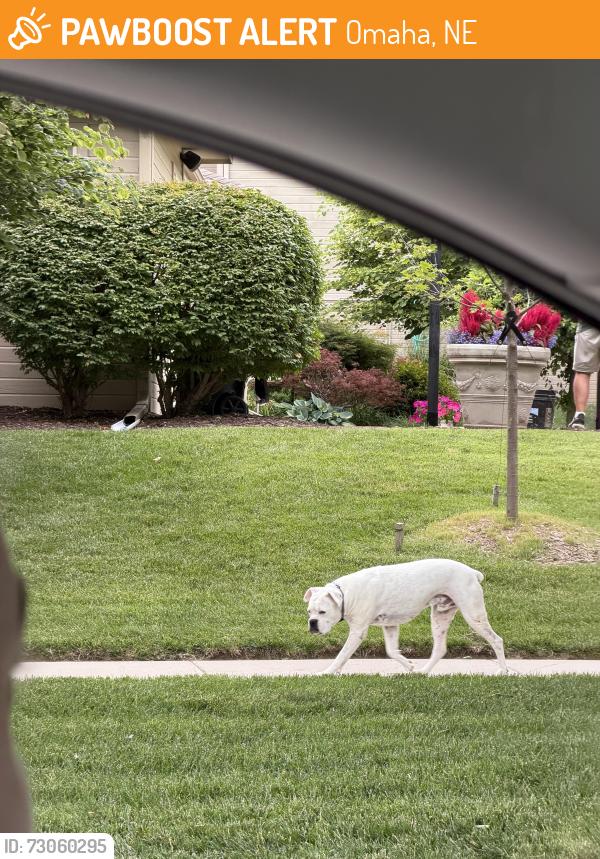 Found/Stray Male Dog last seen Metro stars gymnastics, Omaha, NE 68130